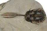 Spiny Trident Walliserops Trilobite - Foum Zguid, Morocco #354576-2